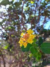 Close-up of yellow flower blooming on tree