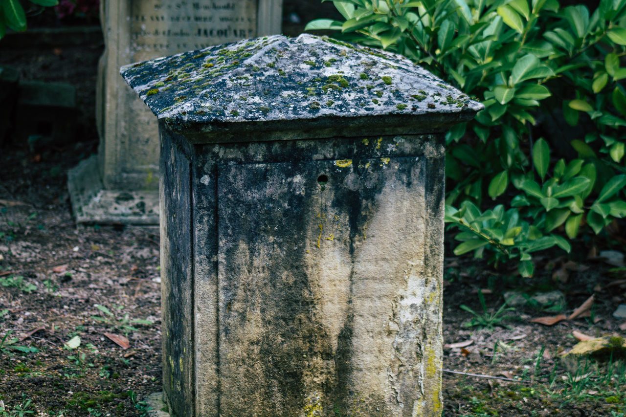 CLOSE-UP OF TREE TRUNKS IN CEMETERY