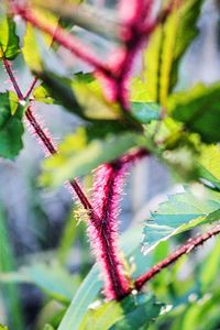 Close-up of flower plant