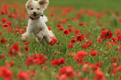 View of a dog running on field