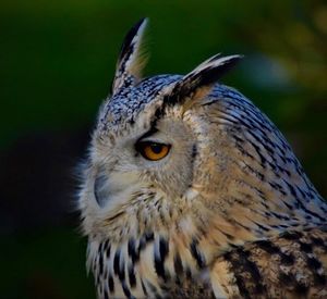 Close-up portrait of owl