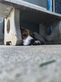 Portrait of dog resting