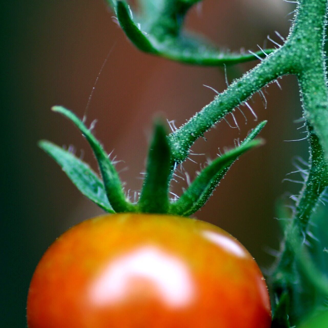 CLOSE-UP OF FRESH RED BERRIES