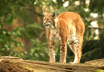 Lynx standing on a dead tree trunk 