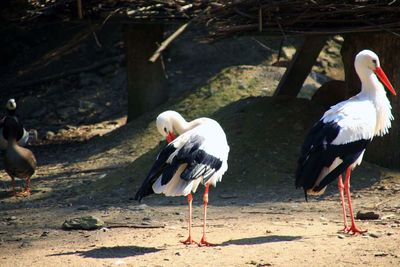 Birds by water