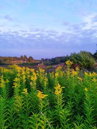 Scenic view of flowering field against sky