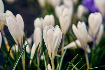 Close-up of white flowering plant