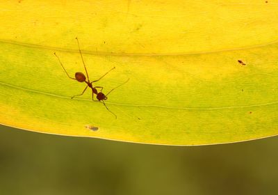 Close-up of insect on yellow leaf