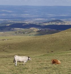 View of a sheep on landscape