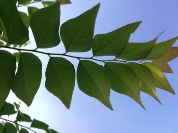 Low angle view of leaves against sky