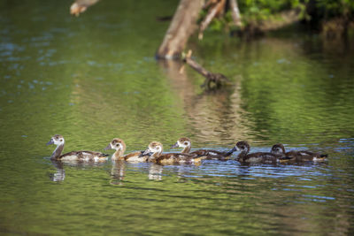 Ducks swimming in lake