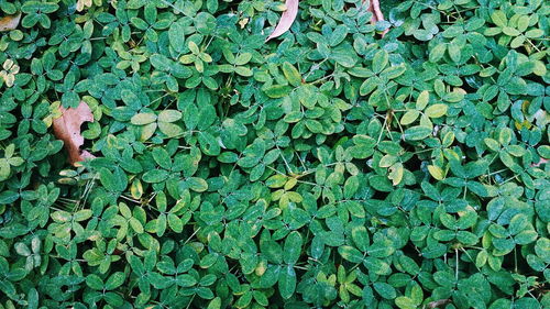 Full frame shot of ivy