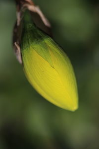 Close-up of yellow flower bud