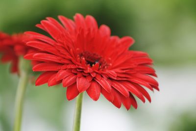 Close-up of red flower