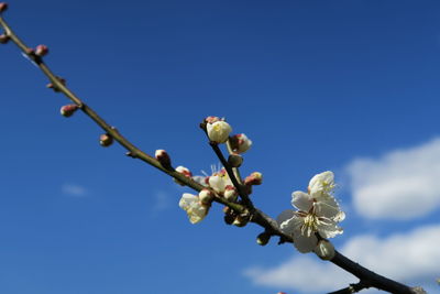 Low angle view of white flowers on branch