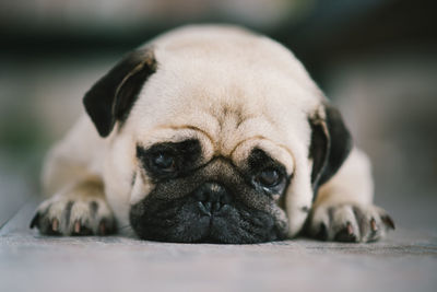 Close-up portrait of a dog