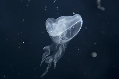 Close-up of jellyfish swimming in sea