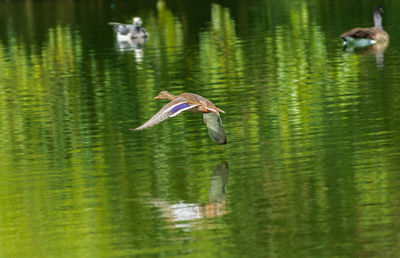 Ducks in a lake