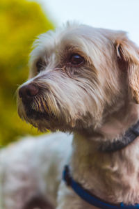 Close-up of dog looking away