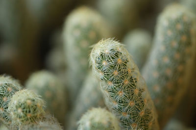 Close-up of cactus plant