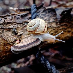 Close-up of snail