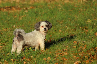 Portrait of dog on field