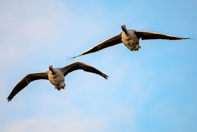 Low angle view of bird flying against sky