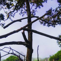 Low angle view of bare tree against sky