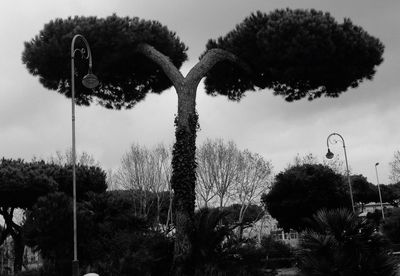 Trees in park against sky