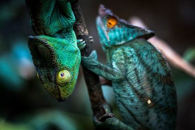 Close-up of lizard