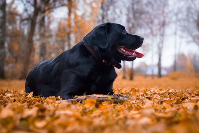 Black dog looking away