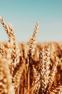 Close-up of wheat growing on field against sky