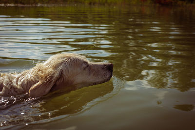 Close-up of dog swimming in lake