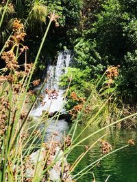 Scenic view of lake amidst trees in forest
