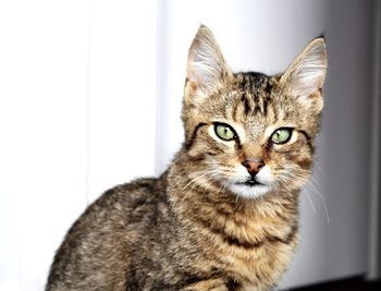 Close-up portrait of cat sitting