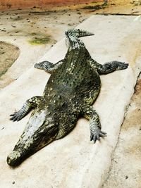 High angle view of lizard on rock