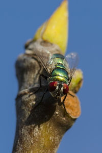 Close-up of insect against clear blue sky