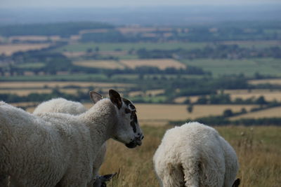 View of sheep on hillside field grazing with farmland below to the horizon