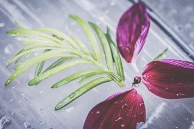 Close-up of flowers