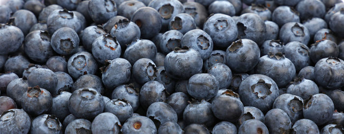 Panoramic shot of blueberries