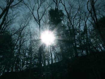 Sunlight streaming through trees in forest