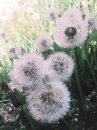 Close-up of flowers