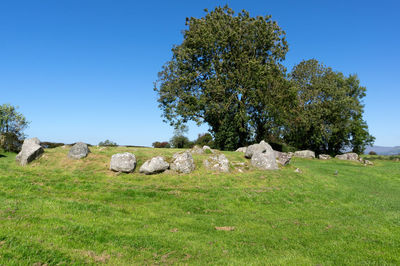 Trees on field against clear blue sky