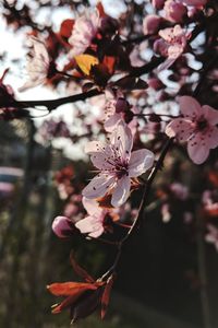 Close-up of pink cherry blossom