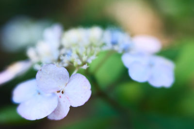 Close-up of purple flowering plant