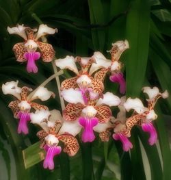 Close-up of purple flowers blooming outdoors