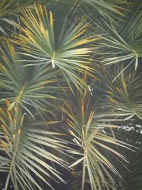 Full frame shot of plants