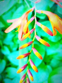 Close-up of flowering plant