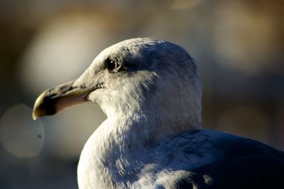 Close-up of duck