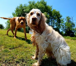 View of dog on field